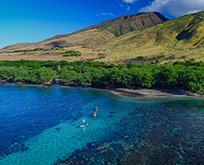 Maui Coral