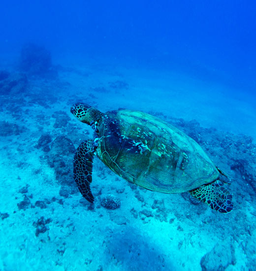 private boat charter maui maui private boat charters private boat rentals in maui private boat charter maui maui private boat charters private boat rentals in maui