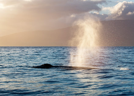 Humpback Whale Blow