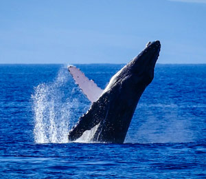 Humpback Whale spy hopping