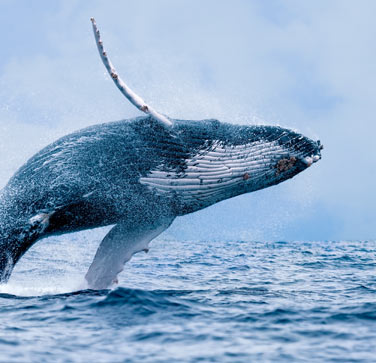 Humpback Whale Breaching for the best maui afternoon adventure tours