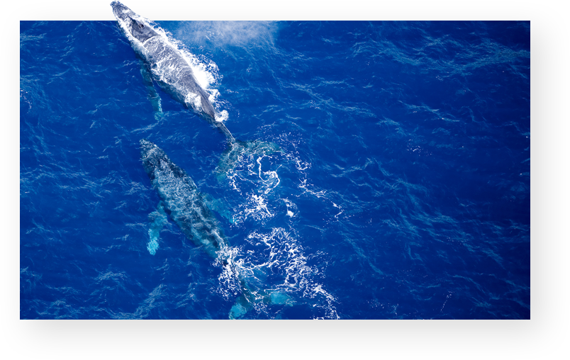 Maui Snorkel and Whale Watching Tours
