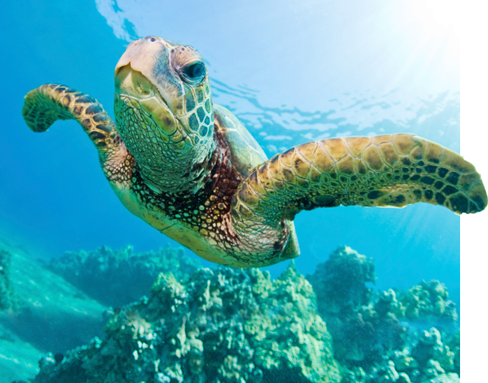 Best Afternoon Turtle Town Snorkel Adventure Tour