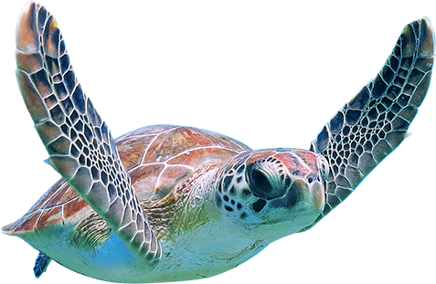 Afternoon Boat Charter Cruise to Turtle Town
