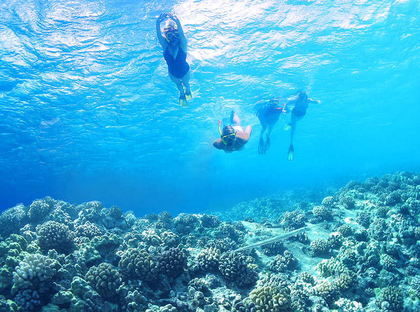 Underwater Snorkeling with Maui Marine Life.