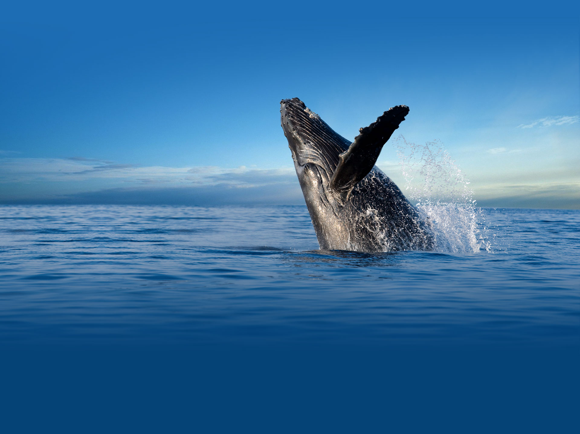 whale watching maui whale watching maui