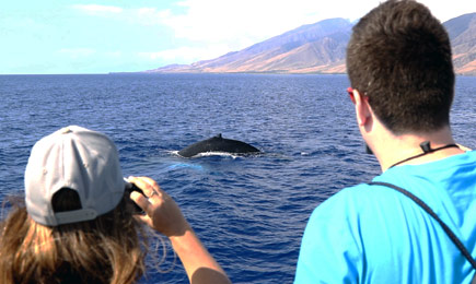 Whale Watching