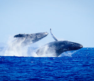 Maui Adventure Cruise swim with underwater marine life