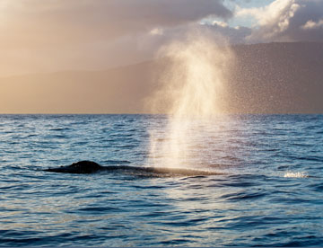 Best Maui Afternoon Private Charter