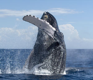 Maui Whale Watching Tour