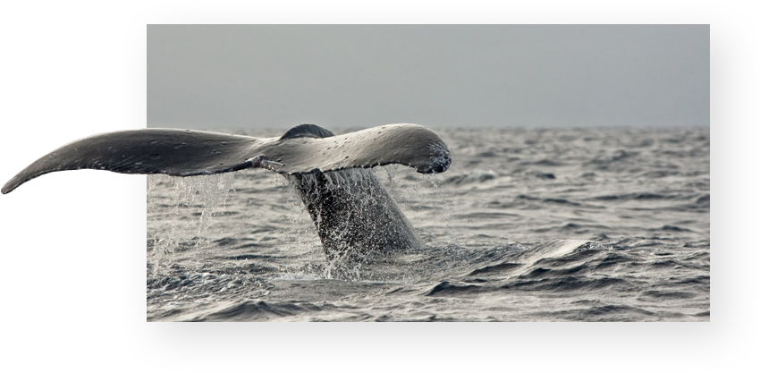 Afternoon Whale Watch Tour on Maui