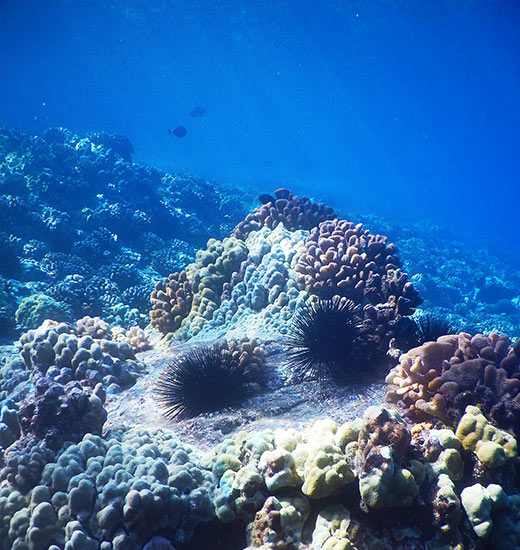 Morning Molokini Cruise with Food and Drinks