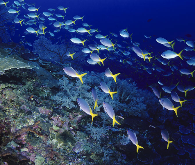 Snorkel and SNUBA with Maui Underwater Marine Life