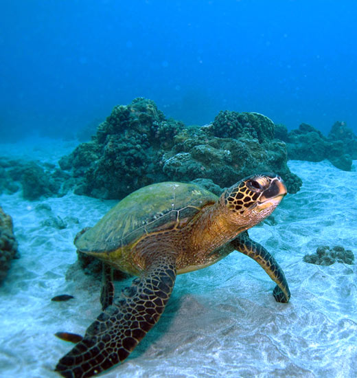 Turtle Town Afternoon Snorkel Boat Charter