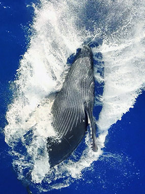 Whale watching aboard the best Maui snorkel cruise.