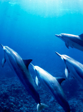 Spinner dolphins
