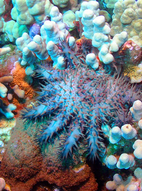 Underwater Marine Life and Coral Reef.