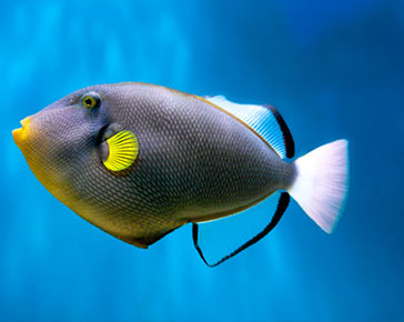 Triggerfish