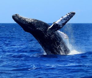Whale watching aboard the best Maui snorkel cruise.