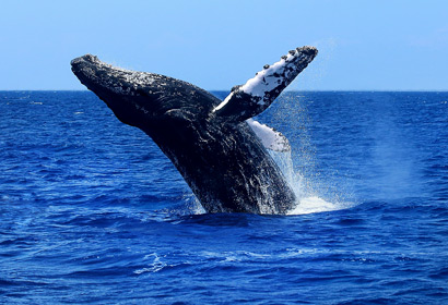 Whale watching aboard the best Maui snorkel cruise.