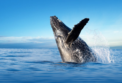 Humpback Whale breaching on the best afternoon adventure charter.