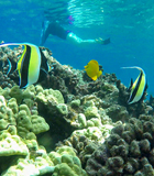 Underwater Sealife Molokini