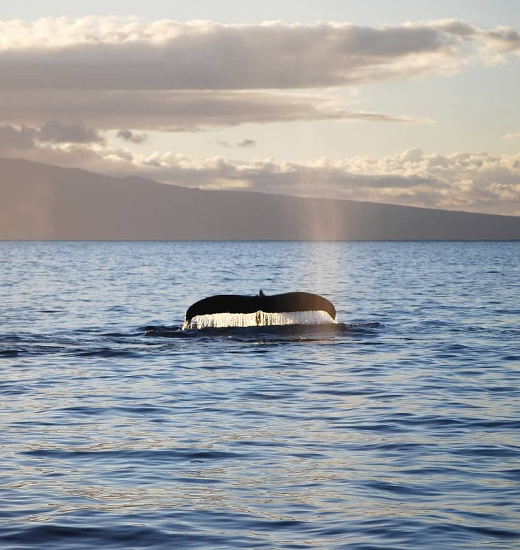 Humpback Whale Breaching