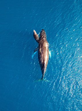 Humpback Whale Maui Aerial