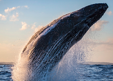 Humpback Whale Breach