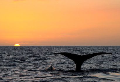 Best Maui Sunset Luau Cruise